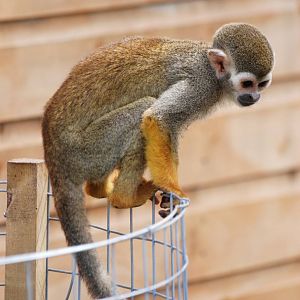 Common Squirrel Monkey at Yorkshire WP, 05/08/12