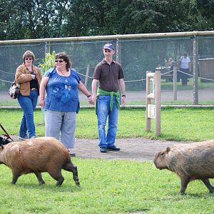 Capybaras and Fans at Yorkshire WP, 05/08/12