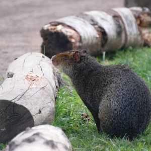 Azara's Agouti at Yorkshire WP, 05/08/12