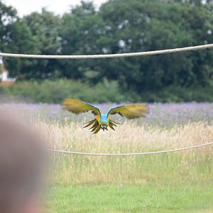 Blue and Yellow Macaw in Flight at Yorkshire WP, 05/08/12