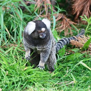 Common Marmoset at Yorkshire WP, 05/08/12
