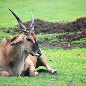 Common Eland Bull at Yorkshire WP, 05/08/12
