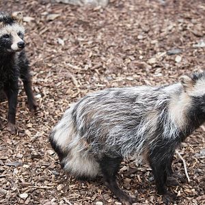 Raccoon Dogs at Yorkshire WP, 05/08/12