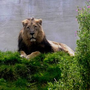 Ashok at Chessington on 2nd August 2012