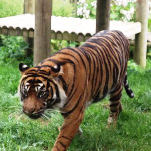 Tiger at Chessington 2nd August 2012