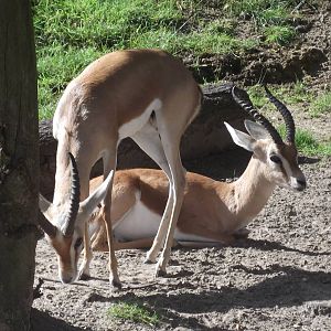 Dorcas Gazelle 2nd August 2012