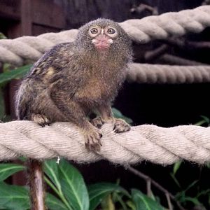 Pygmy Marmoset