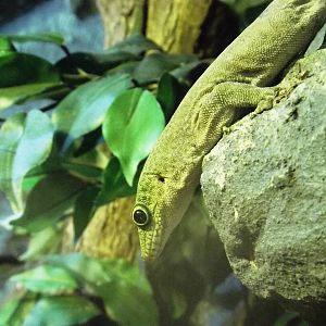 Standing's Day Gecko