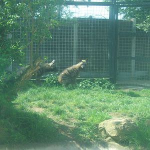 Arabian Stripped Hyena