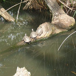 European Pond Turtle