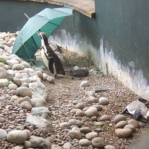 Humboldt`s penguin chick been sheltered from the heat