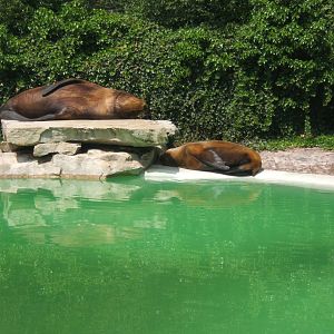 South Amerian Sealion