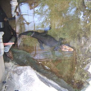 Cuviers Dwarf Caiman