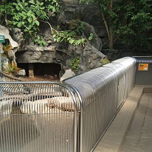 View of Asian Short-clawed Otter and Cuviers Dwarf Caiman exhibits