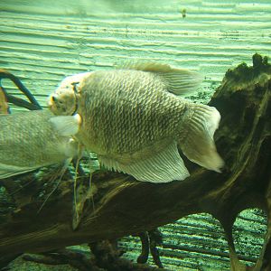 Giant Gourami