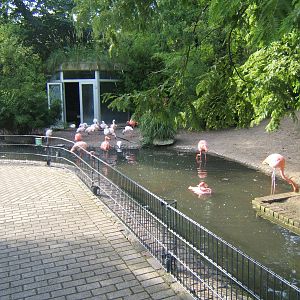View of Flamingo exhibit