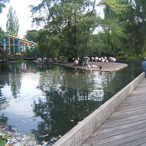 View of Flamingo exhibit in front of main cafe