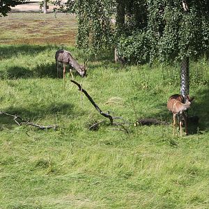 View of lesser kudu