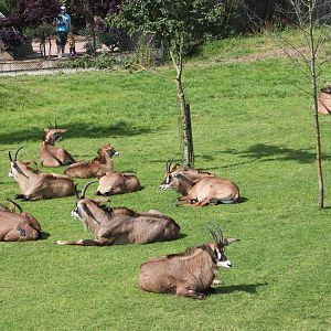 View of roan antelope