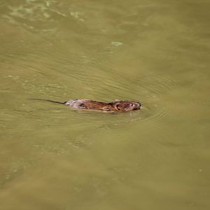 European water vole