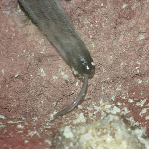 Anteater using termite feeding mound