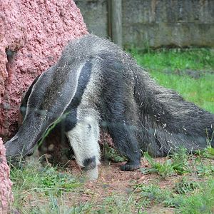 Anteater using termite feeding mound