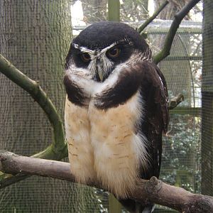 Spectacled Owl