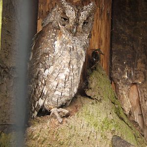 Common Scops Owl