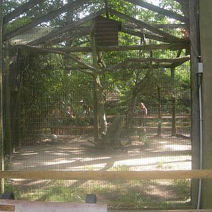 Snowy Owl Exhibit