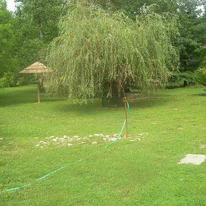 Waterfowl/Muntjac Exhibit