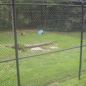 Black Bear Exhibit