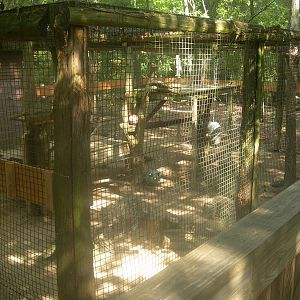 Snow Leopard Exhibit