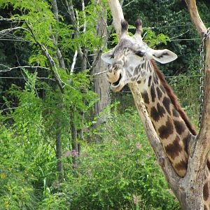 Tessa the Masai Giraffe