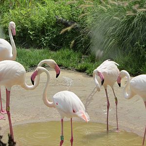 Greater Flamingos in Giraffe Ridge