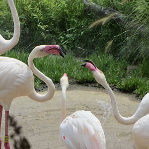 Fussing Flamingos