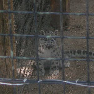 Baby Snow Leopard Cub