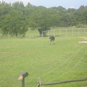 Africa Savanna Exhibit