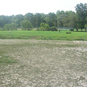 Africa Savanna Exhibit