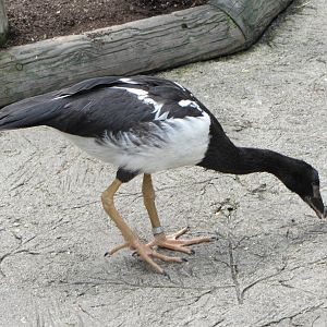 Magpie Goose