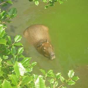 Capybara In Water
