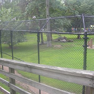 Cheetah Exhibit