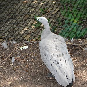 Cape Barren Goose