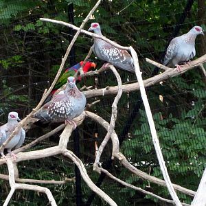Speckled Pigeons and a Black-capped Lory
