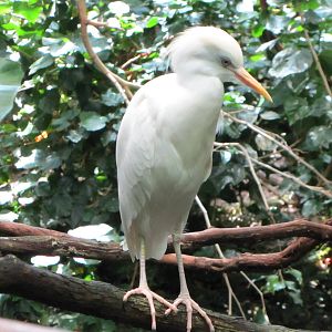 Cattle Egret