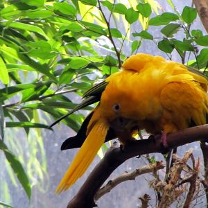 Golden Conures