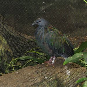 Nicobar Pigeon