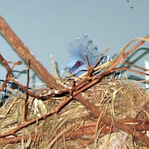 Nesting Victoria Crowned Pigeon
