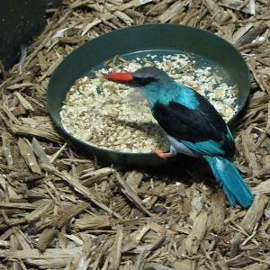 Feasting Blue-breasted Kingfisher