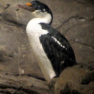 Imperial Shag