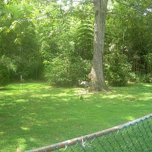 Sandhill Crane Exhibit